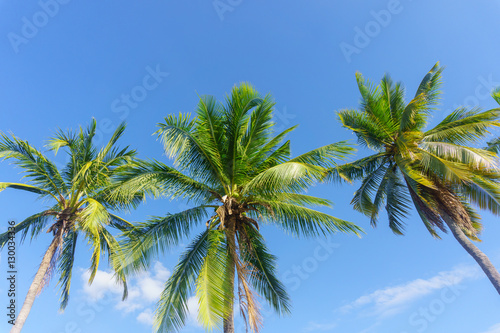 Tall coconut trees in the background blue color.