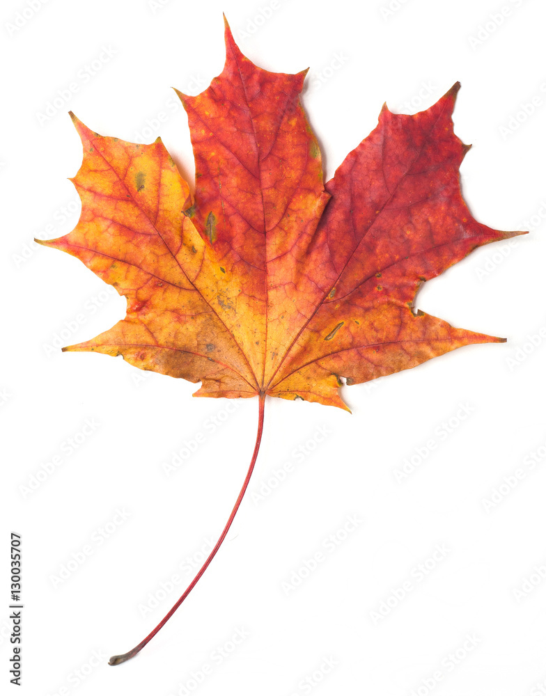 Maple leaf isolated on white background. Maple leaf isolated on white background.