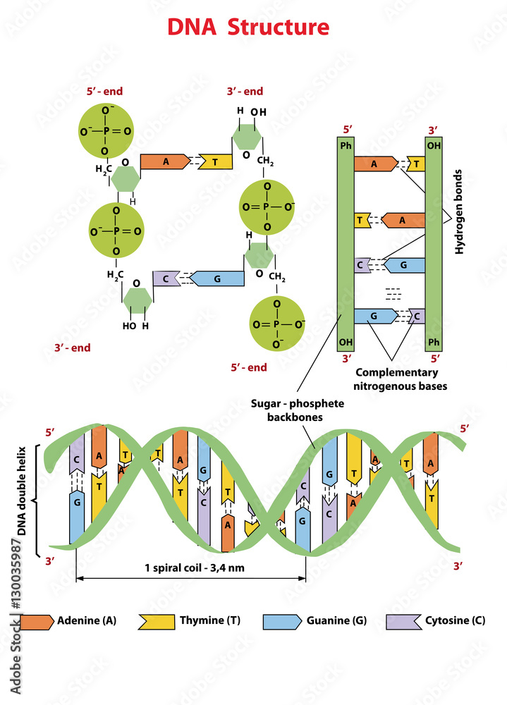 DNA structure Nucleotide, Phosphate, Sugar, and bases. DNA education info graphic. Stock Vector