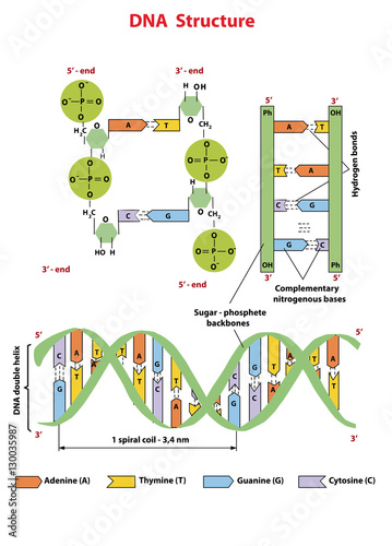DNA structure: Nucleotide, Phosphate, Sugar, and bases. DNA education info graphic.