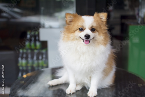 beautiful and lovely furry white and brown color Pomeranian dog