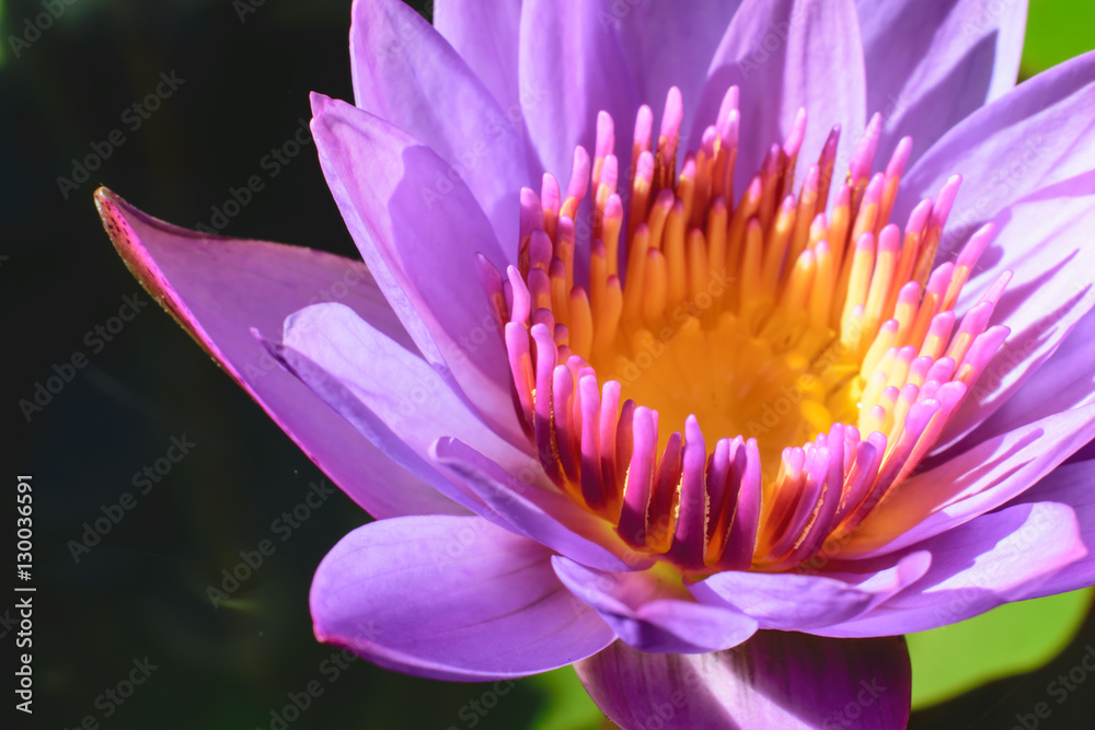 The lotus flower blooming
