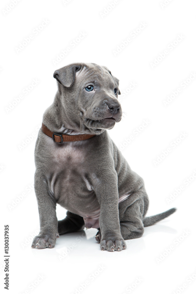 Naklejka premium Thai ridgeback puppy isolated on white