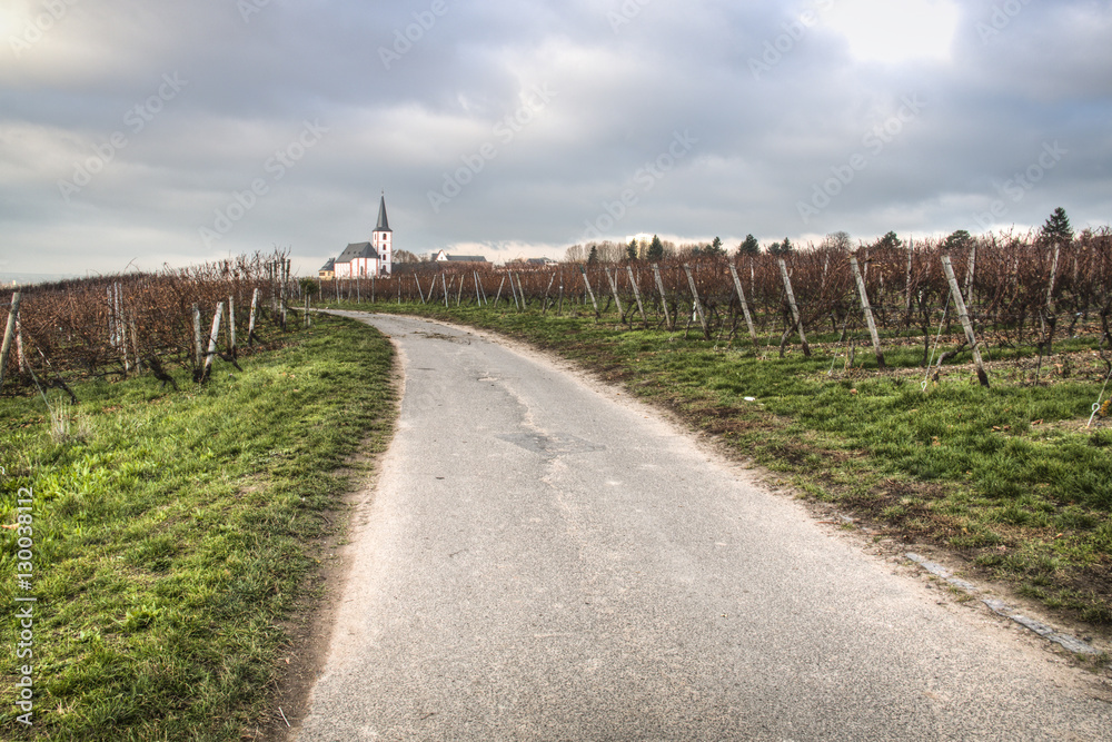 Autumn landscape with the vineyards of Hochheim in Germany with the church in the background
