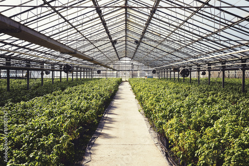 Greenhouse powered with geothermal energy photo