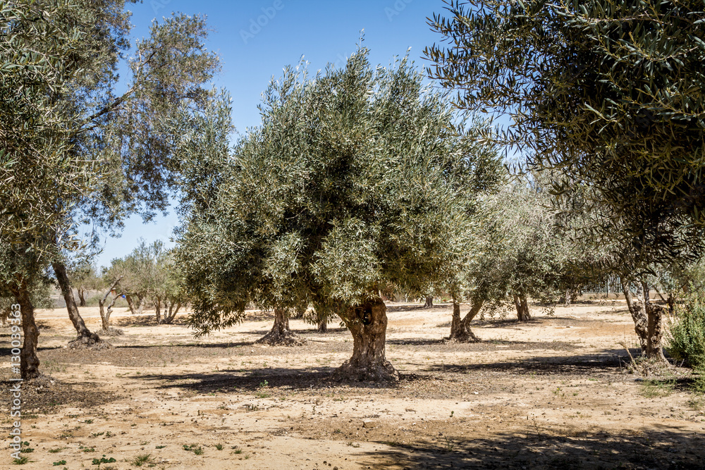 Fototapeta premium Olive trees in the garden
