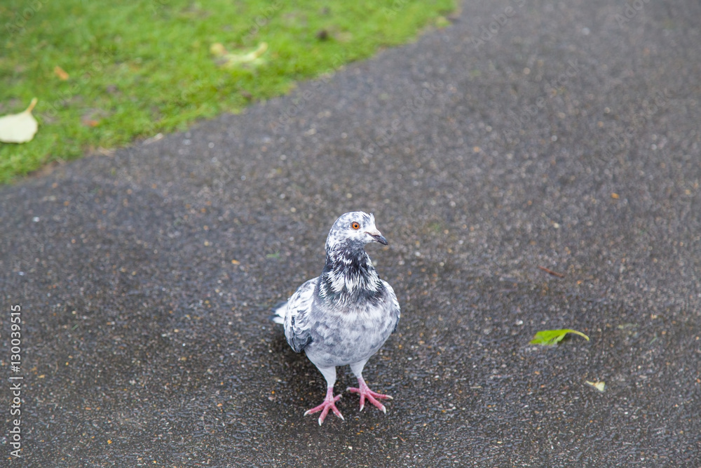 Obraz premium Beautiful white and black feather pigeon looking curious with orange eye in the London park in the rainy day.