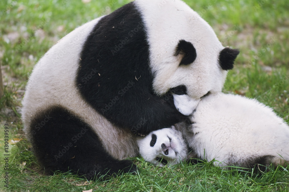 Giant panda playing at Chengdu Panda Reserve, Sichuan Province, China Giant panda playing at Chengdu Panda Reserve, Sichuan Province, China