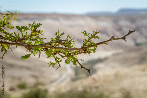 Branch of Acacia tree on a blurred background