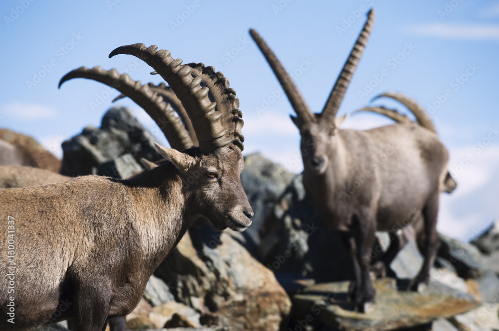 Ibex (Capra ibex), on lower slopes of Mont Blanc, Chamonix, French Alps, France Ibex (Capra ibex), on lower slopes of Mont Blanc, Chamonix, French Alps, France