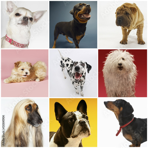 Collage of various pet dogs