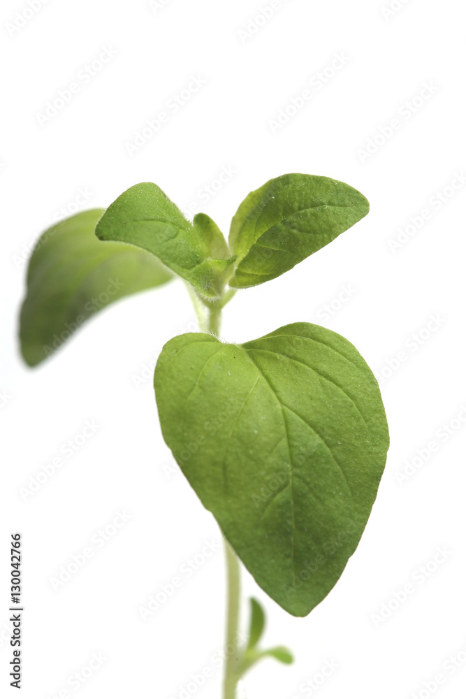 Fototapeta premium Fresh oregano on white background