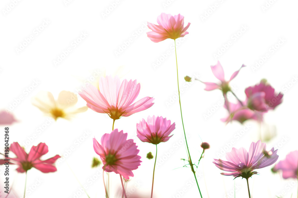 Beautiful pink cosmos flowers full field