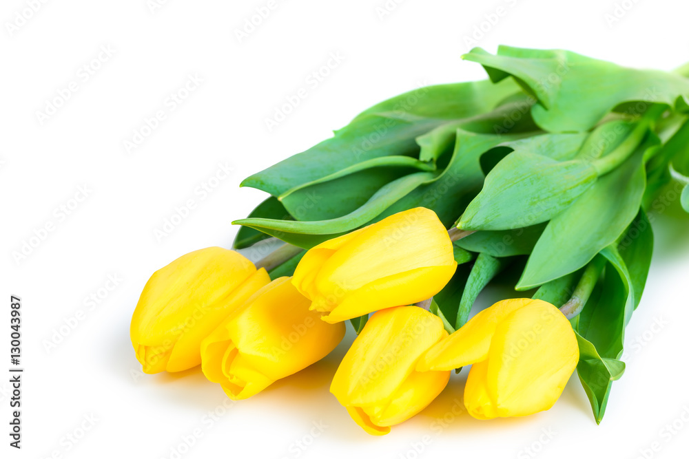 bunch of juicy yellow tulips on a white background bunch of juicy yellow tulips on a white background
