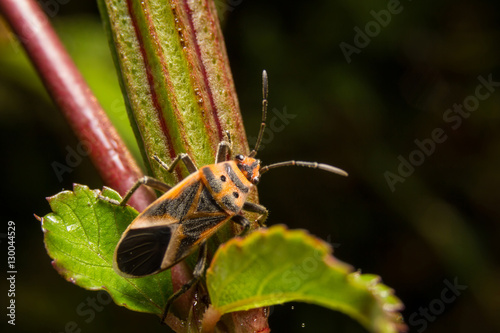 Bug macro ,on a green leaf as background