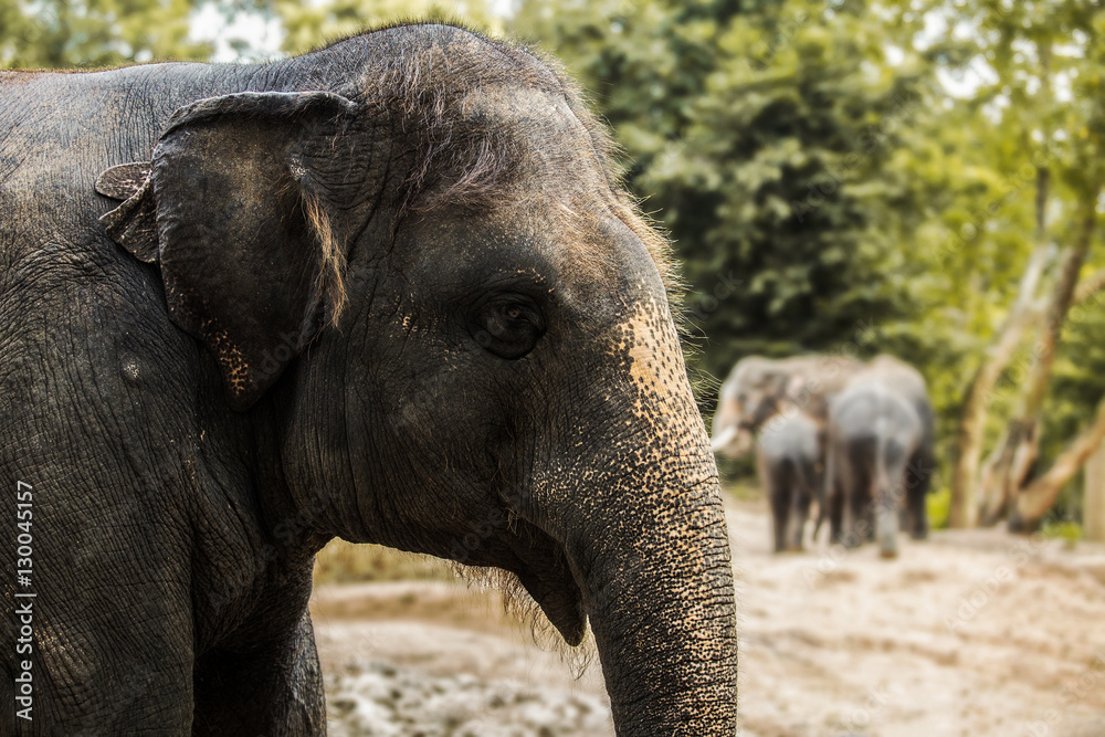 Fototapeta premium Head of elephant herds and herds of elephants
