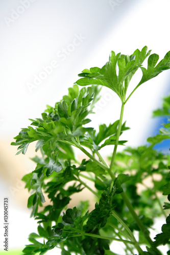 Close up of fresh parsley