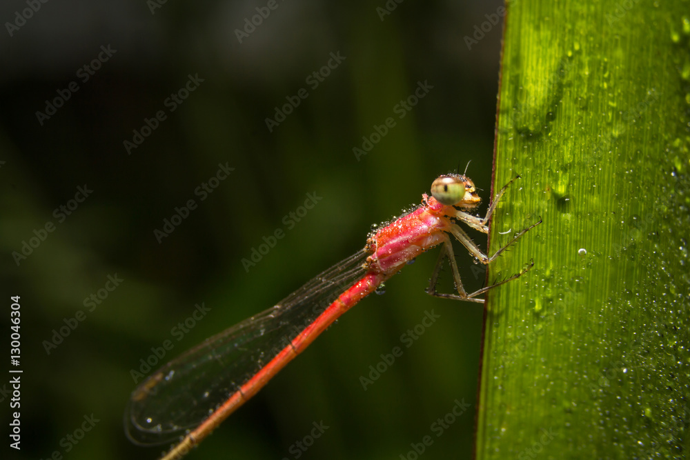 Fototapeta premium Dragonfly on nature leaves as background