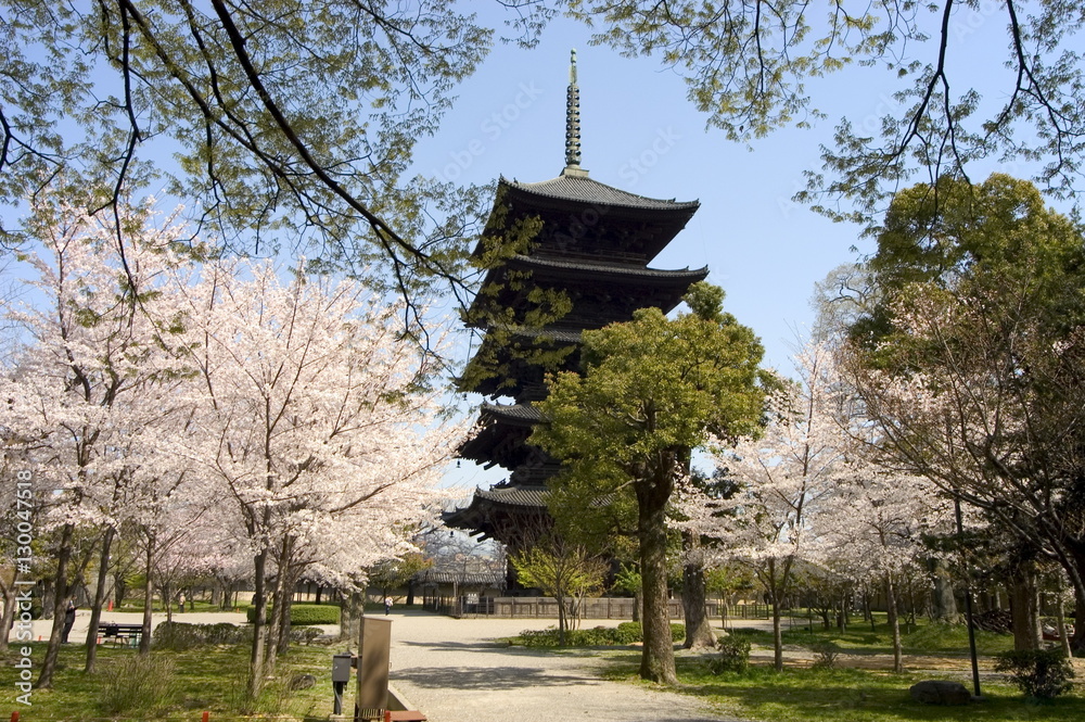 Toji pagoda, spring cherry blossom, Kyoto city, Honshu island, Japan Toji pagoda, spring cherry blossom, Kyoto city, Honshu island, Japan