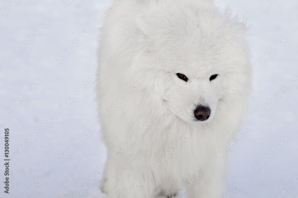 white Samoyed dog