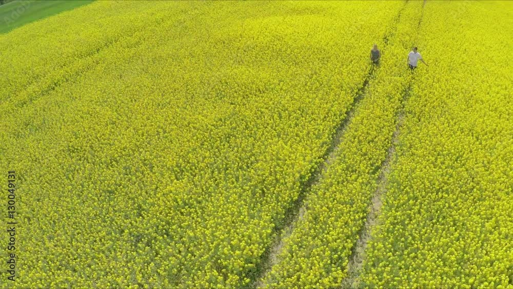 affectionate man and woman holding hands while running on oilseed rape farm. affectionate man and woman holding hands while running on oilseed rape farm.