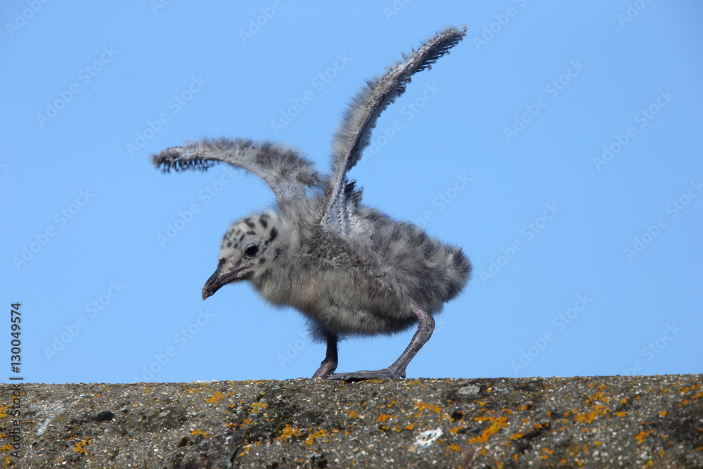 Fototapeta premium Herring Gull (Larus argentatus), a chick stretching it's wings, Penzance, Cornwall, England, UK.