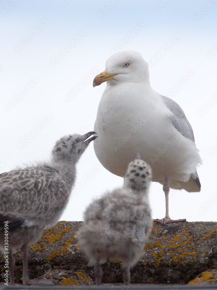 Herring Gull (Larus argentatus), two chicks begging from and adult, Penzance, Cornwall, England, UK. Herring Gull (Larus argentatus), two chicks begging from and adult, Penzance, Cornwall, England, UK.
