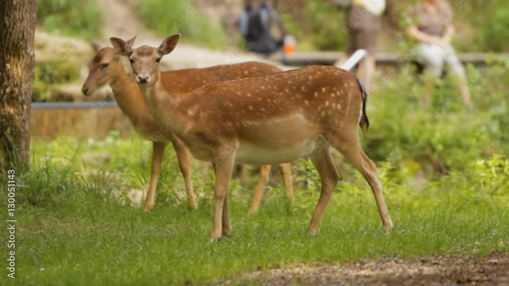 panning shot of deer in at the nature park with people in the background panning shot of deer in at the nature park with people in the background