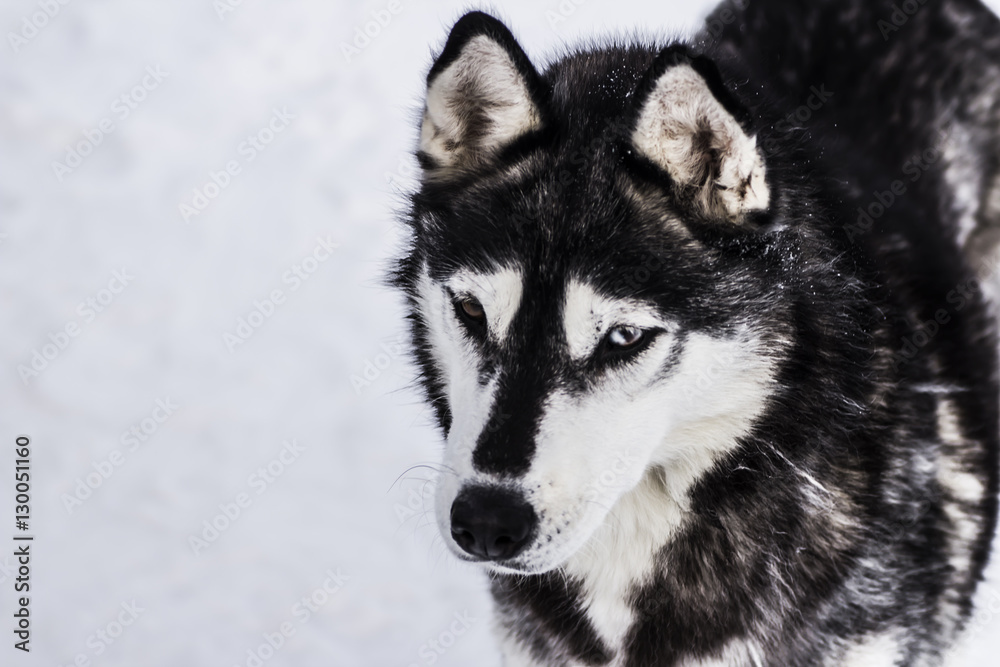 Husky dog Husky dog