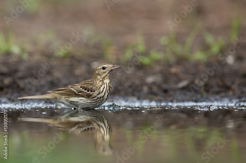 Tree Pipit photo