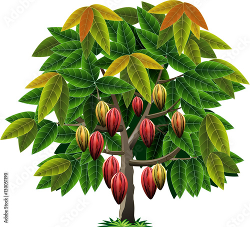 Vector illustrations cocoa tree