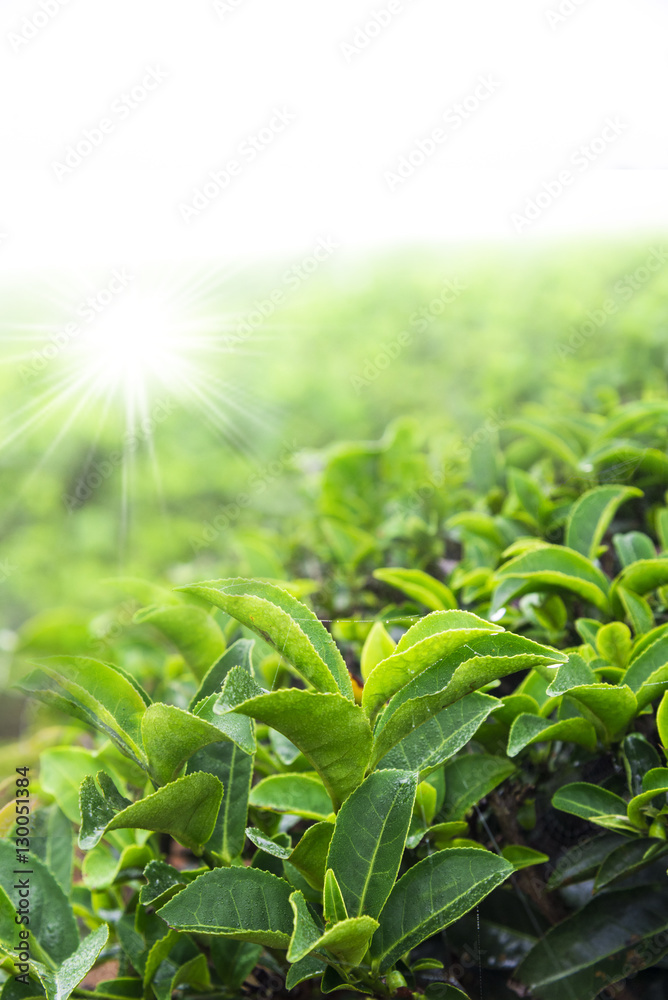 Tea leaves Tea leaves