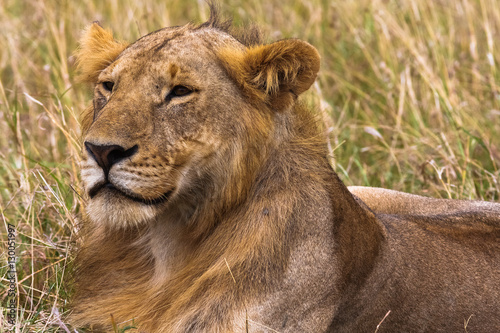 Young lion in the savannah. King in future. Masai Mara, Kenya.