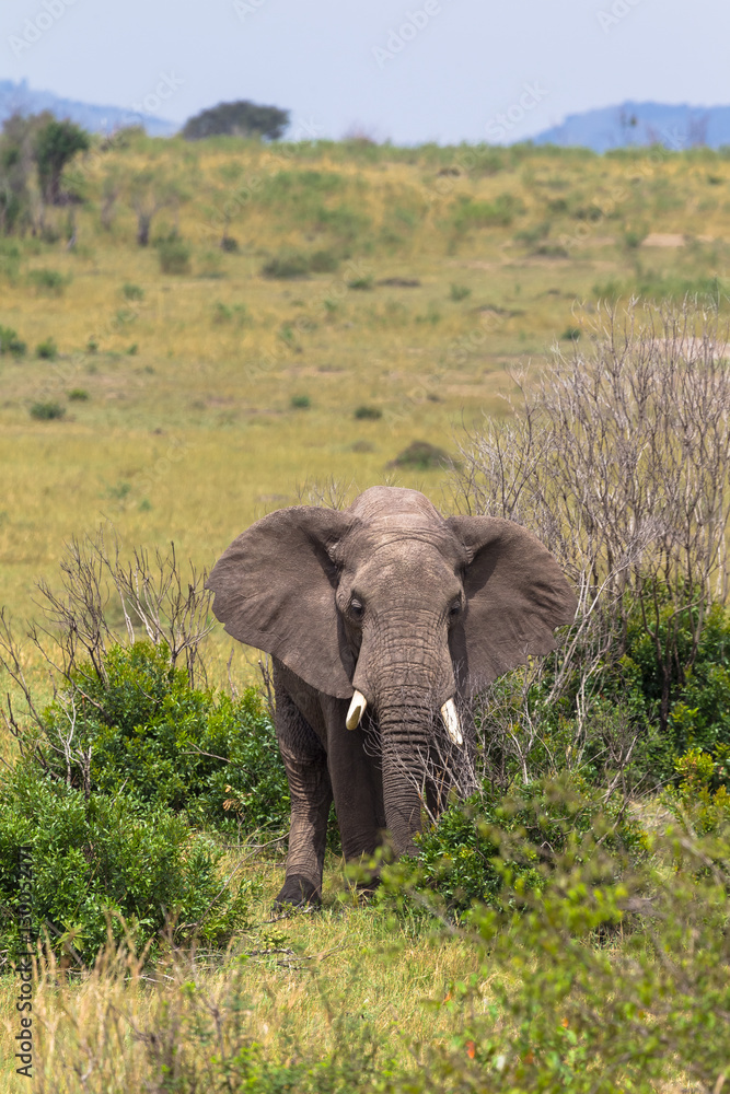 Obraz premium Elephant in the bush thickets. Masai Mara, Kenya.