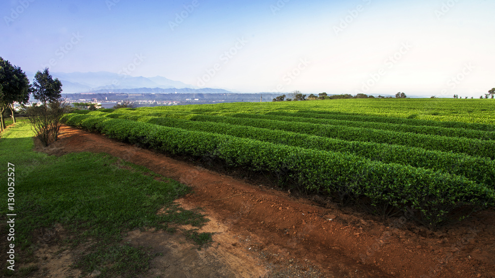 Landscape of tea plantation field.