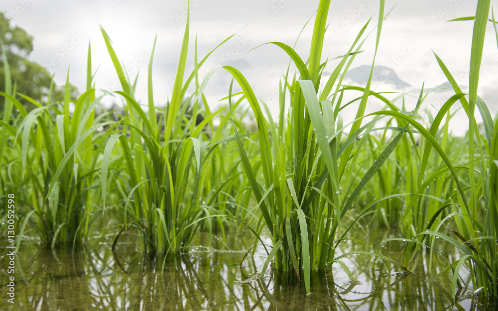 Fototapeta premium Seedlings in paddy fields.