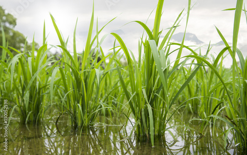 Seedlings in paddy fields.