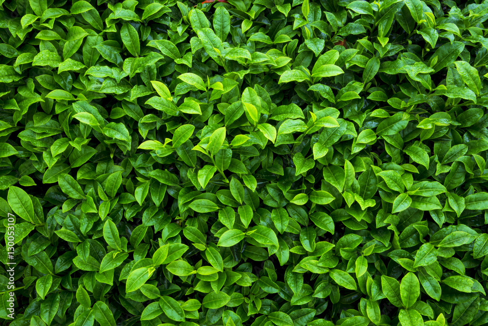 tea leaves as background tea leaves as background