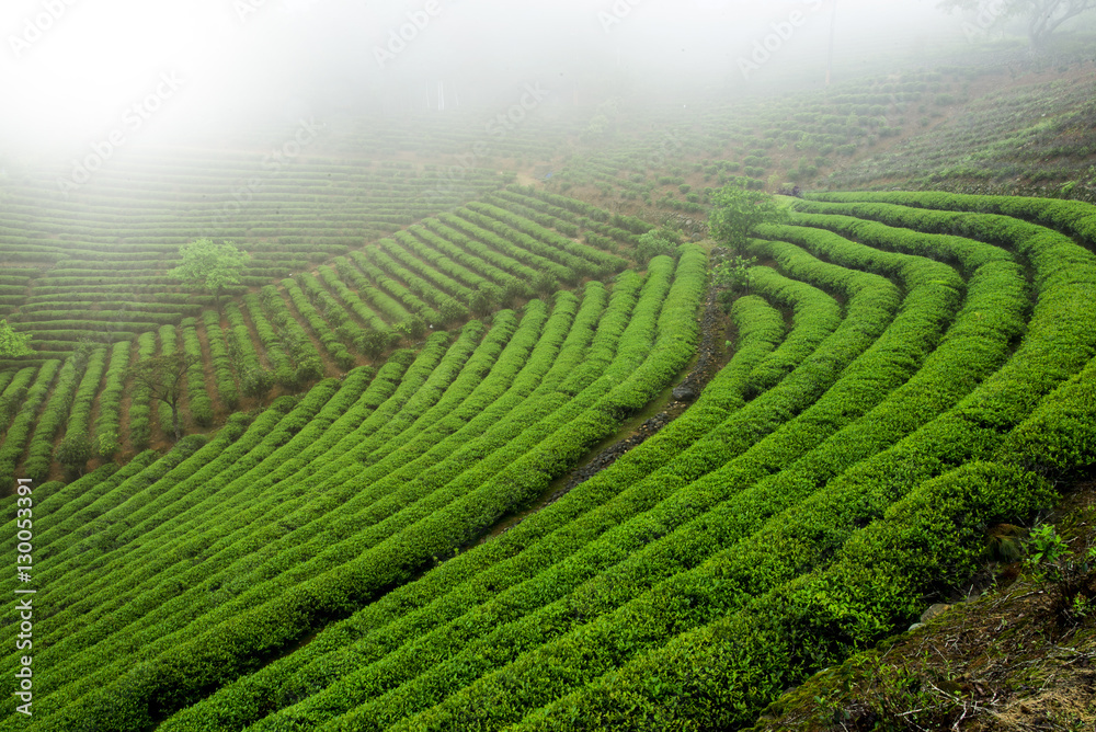 Tea plantation field scenery.