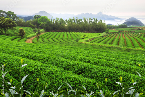 Agriculture scene, tea plantation field landscape.