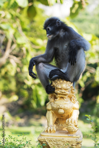 Dusky langur monkey (Trachypithecus obscurus), Prachuap Kiri Khan photo