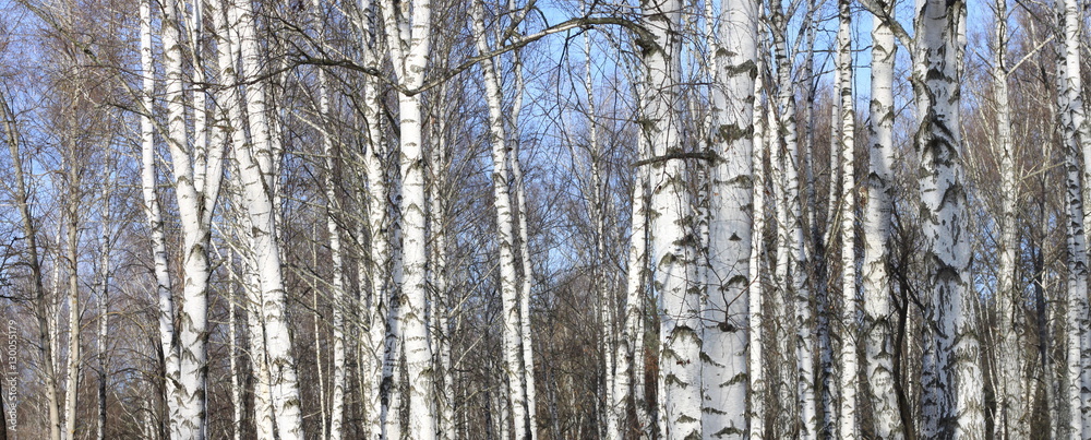 Beautiful landscape with white birches. Birch trees in bright sunshine. Birch grove in autumn. The trunks of birch trees with white bark. Birch trees trunks. Beautiful panorama.