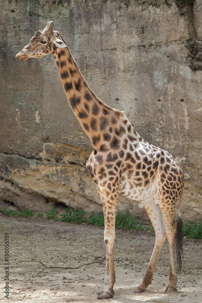 Obraz premium Kordofan giraffe (Giraffa camelopardalis antiquorum)