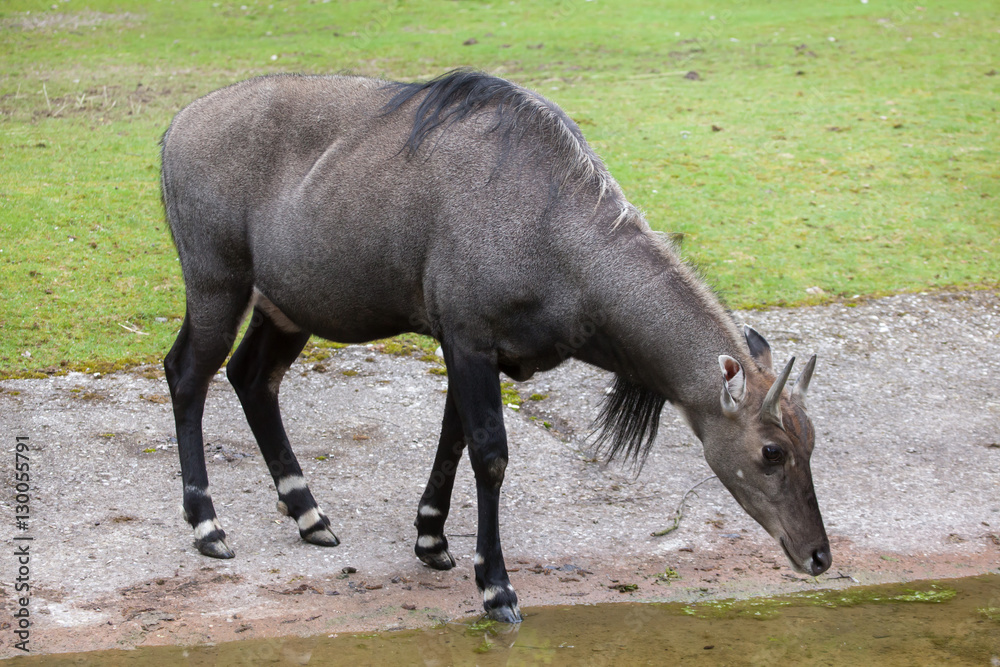 Nilgai (Boselaphus tragocamelus) Nilgai (Boselaphus tragocamelus)