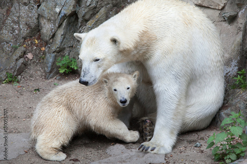 Polar bear (Ursus maritimus). © Vladimir Wrangel