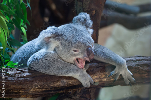 Fototapeta Naklejka Na Ścianę i Meble -  Queensland koala (Phascolarctos cinereus adustus).