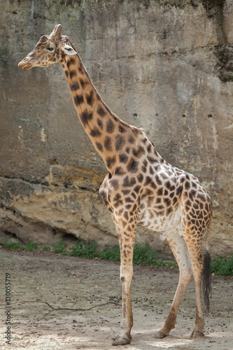 Kordofan giraffe  Giraffa camelopardalis antiquorum 