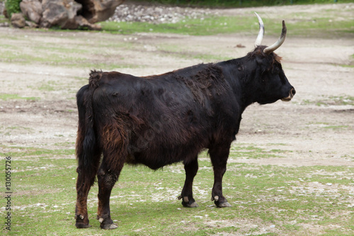 Heck cattle (Bos primigenius taurus) photo