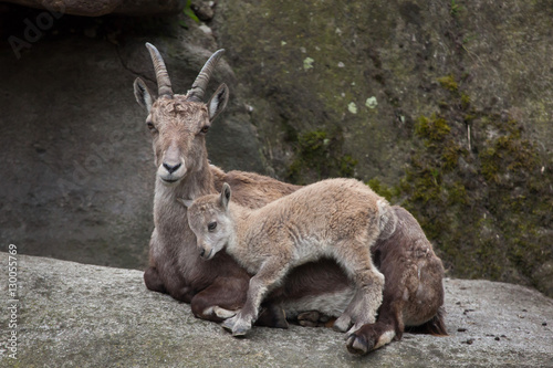 Photos Alpine ibex (Capra ibex ibex).