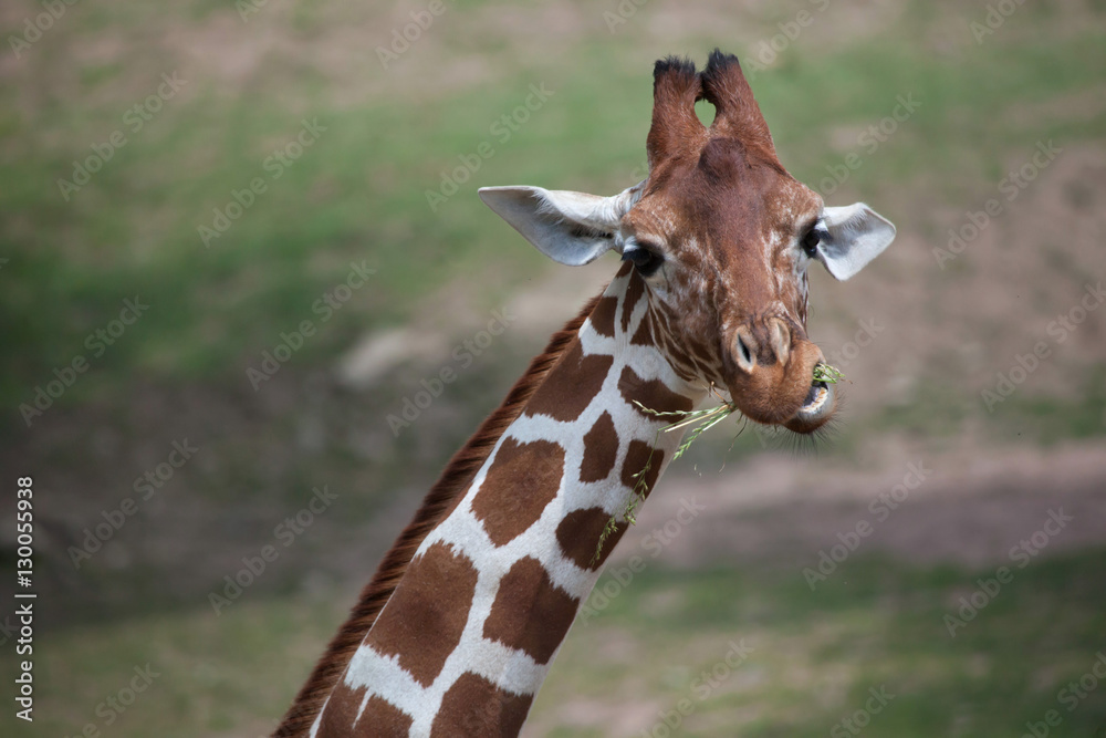 Reticulated giraffe (Giraffa camelopardalis reticulata). Reticulated giraffe (Giraffa camelopardalis reticulata).
